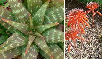 Aloe graminicola Nakuru, Kenya ©JL293.JPG